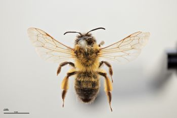 Media type: image;   Entomology 771224 Aspect: habitus dorsal view